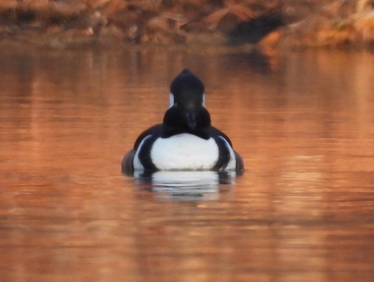 I spotted a male Hooded Merganser this morning 😆

#HoodedMerganser #birdwatching #birdphotography #january15th2023