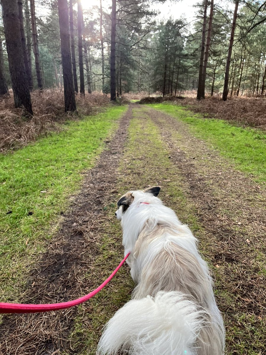 This year I have decided to live a more simplistic life, enjoying what is free, decluttering and spending less on stuff I have no care for. So far, Day 14 of no drinking and no unnecessary spending!    #NewYear #simplelife #greatoutdoors #thetfordforest