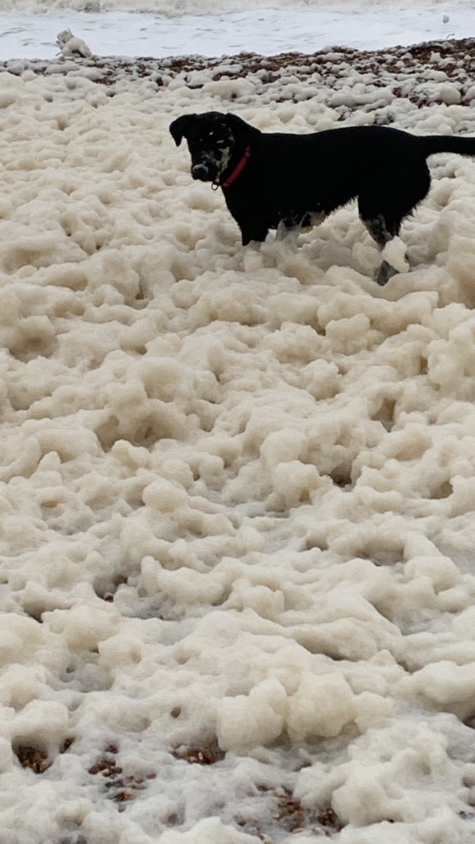 jamieppppp's tweet photo. @MrAndrewCotter Maze loves a foam party too 🎉 https://t.co/Y3XBwLGn9j