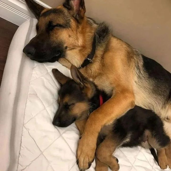 What you say about this cuteness ?❤️❤️
❤️ tag your friends ❤️ #germanshepherd #dog #dogsoftwitter  #gsd https://t.co/9HtoN1PfgC
