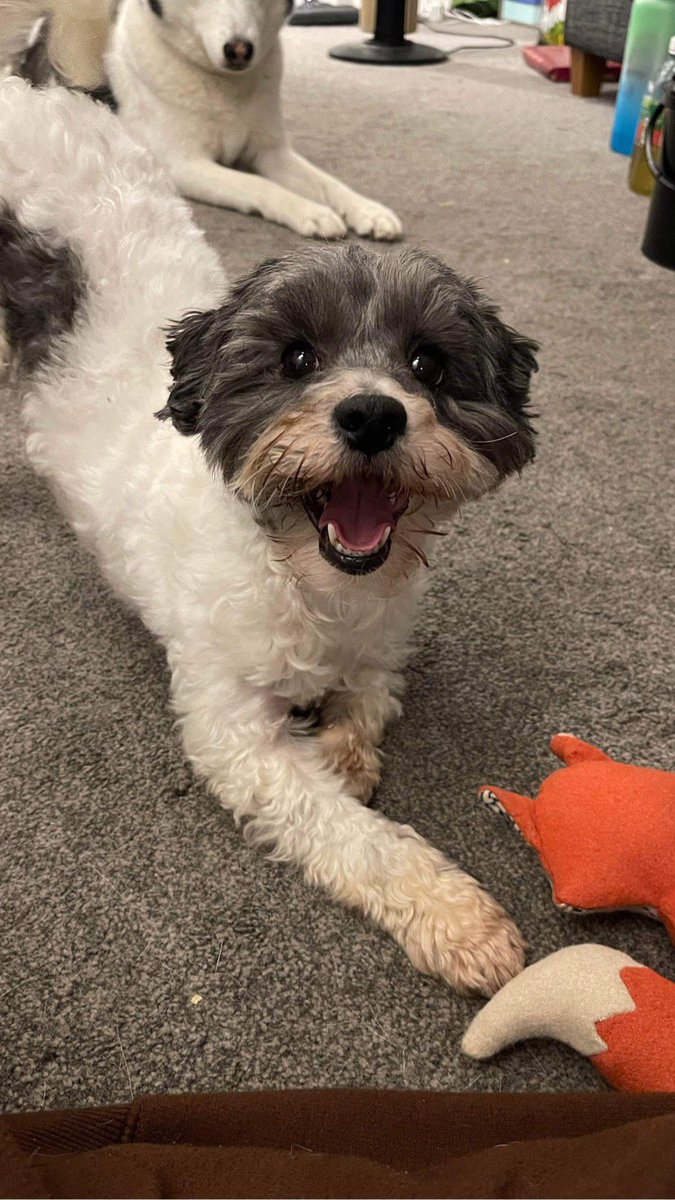 MrPicklestheHavapoo tweet media