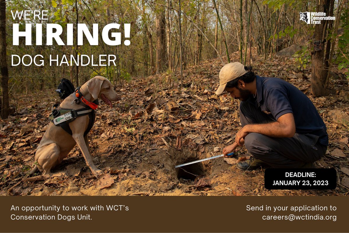 We are hiring! For details - docs.google.com/document/d/1f_… 

#ConservationJobs #WildlifeJobs