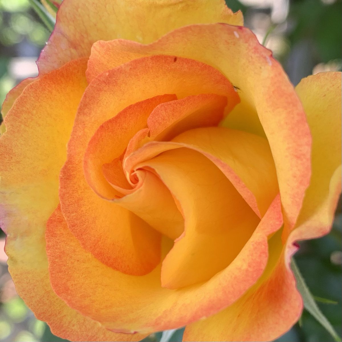 おはよう御座います(*´▽｀)ﾉﾉ 🌸🌸🌸花の便り🌸🌸🌸 オレンジ色のバラの花言葉は【愛嬌・絆・信頼】です。両親や兄弟に贈る花として人気が高いようです