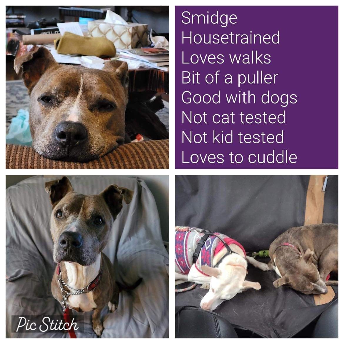 salcarescue's tweet photo. Available for adoption! (Located in #NovaScotia)
Hello, allow me to introduce myself. My name’s Smidge. I'm a pretty chill and smart lady - I can’t wait to join my forever family to share all the love and cuddles I have! #AdoptDontShop

Read more about me: https://t.co/FDr8YAKHfL https://t.co/uOagUu3wQs