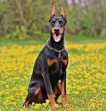 #HemeTrivia: 🐶🩸 
Dogs & VWD

At least 30 different breeds of dogs are prone to #vonWillebrandDisease! It is most common in Dobermans where a study identified ~70% to be carriers, but usually a mild type 1 form. 

Get ready for some paw-ful puns 🧵 🐾