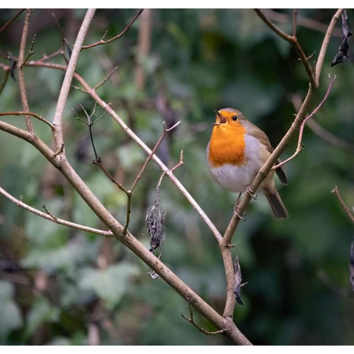 The morning sounds of the singing Robin #birdwatching #wildlife_in_focus_ #nature_photobook #perfection #best_birds_photography #birds_captures #beautifulbirds50 #birdwatchingphotography #birds_nature #birdsinfocus #naturefan #RSPB @bbcspringwatch @Nature @yourwales