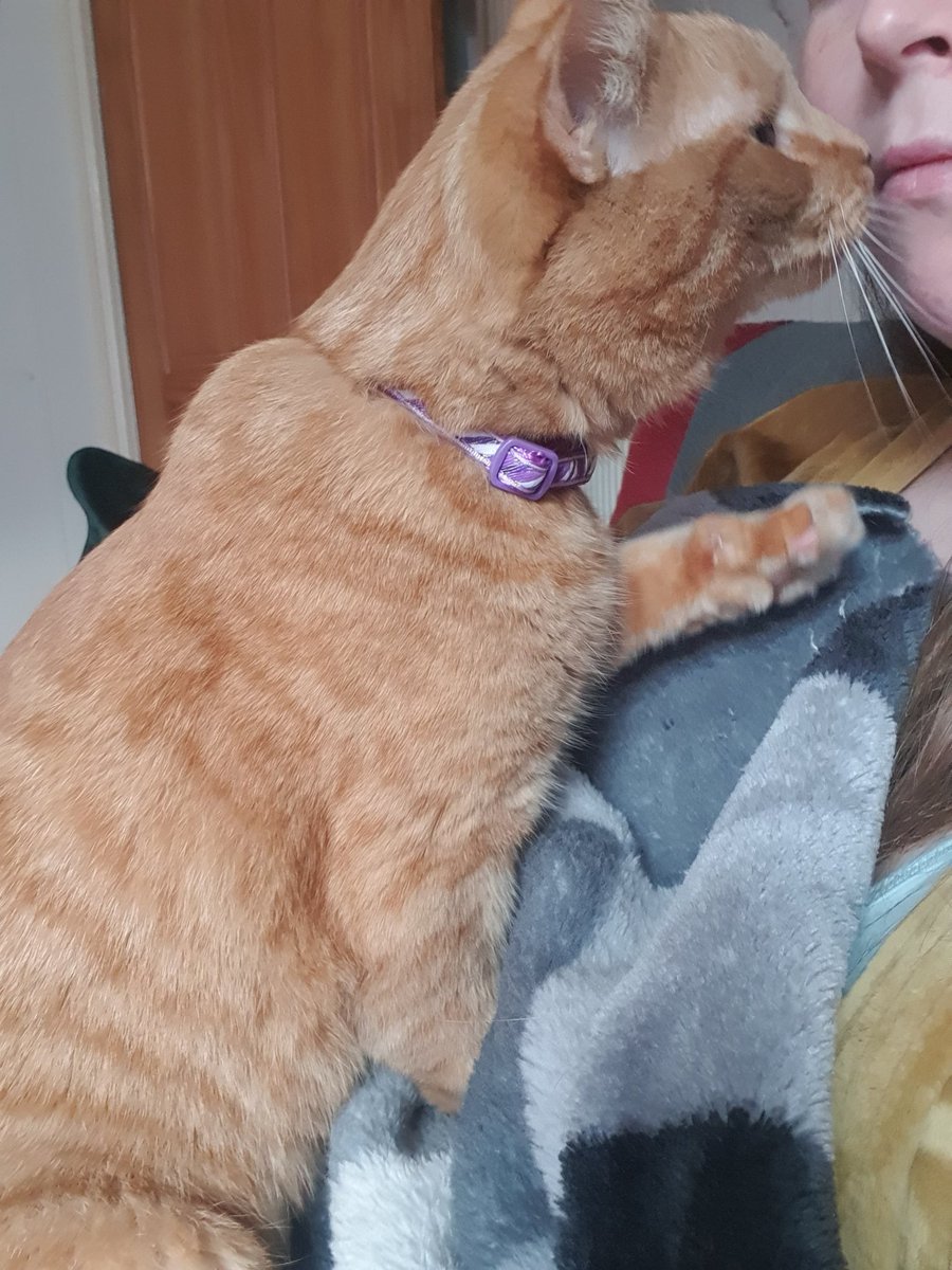 pls let me rub my drool on your face