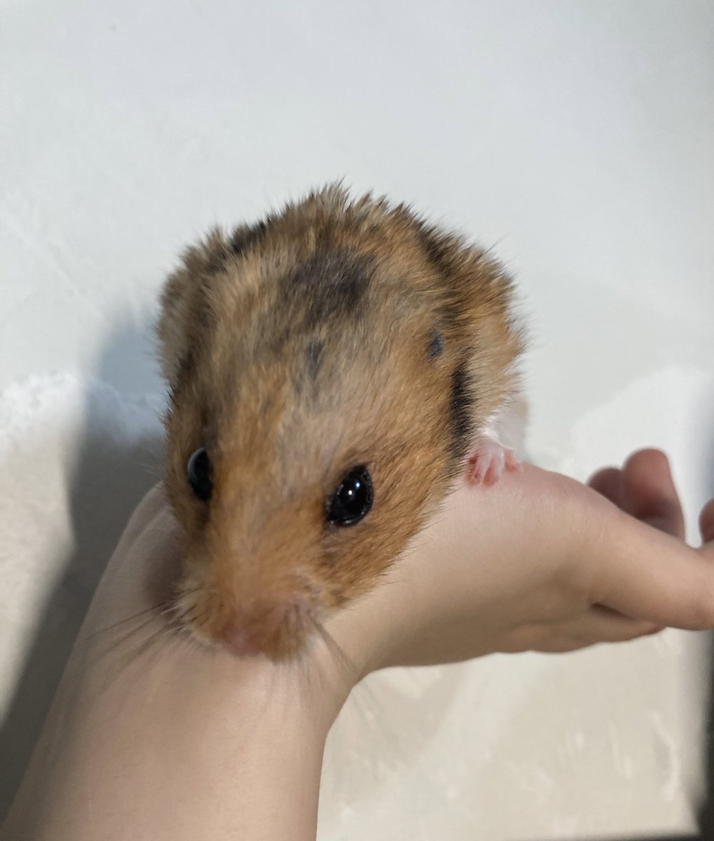 RuruKuro_ham's tweet photo. 今年1度も投稿していなかった💦
明けましておめでとうございます🙇‍♂(遅すぎますが💦)

無事、レン&amp;クロミ&amp;ハルカたちと今年を迎えることができました！
レン君は今月で2歳9ヶ月を迎え、クロミちゃん、はるか君共にまだまだ成長中です！

今年もたくさんハム好きさんと繋がれますように！
#ハムスター https://t.co/9Fv9KPJDda
