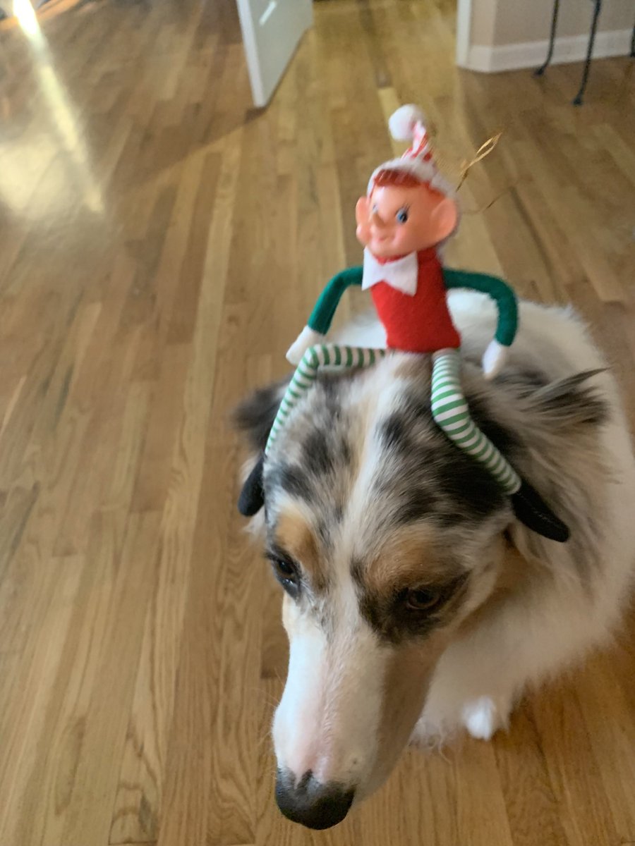Anyone see where that elf went? #elfontheshelf