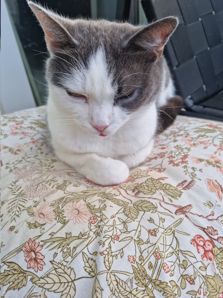 Rogue_Rooster's tweet image. Bella is not in the mood today! Also that cushion cover is older than me and I&apos;m worried about her getting her claws in it. #AdultProblems
