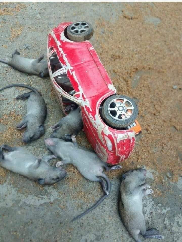 itx_i_me_myself's tweet image. look i found Stuart little with his friends :)