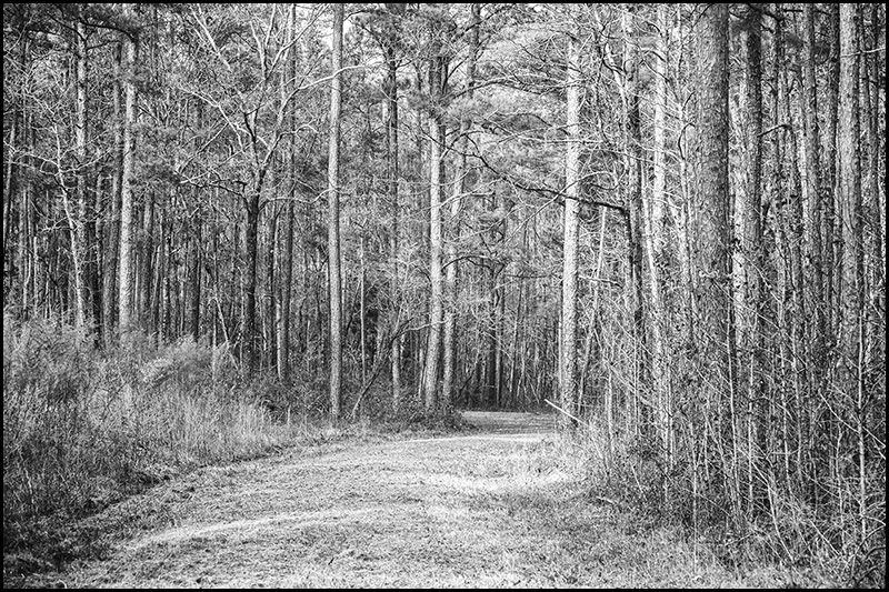 Into the Croatan Forest - A Road Seldom Traveled fine art print. Get it at bob-decker.pixels.com/featured/into-…

#AYearForArt #ArtMatters #PhotographyIsArt #fineart #blackandwhite #woodland #forest #fineartprint #wallart #homedecor #NaturePhotography #BuyIntoArt #hikingadventures #hike #photo