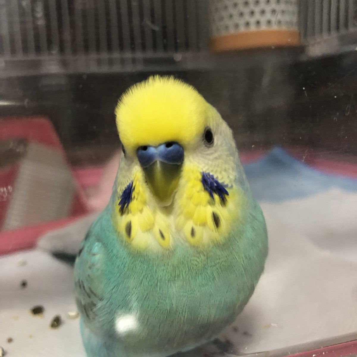 今日も最前列をキープするふう様でした☺️

※💩ごめんなさい