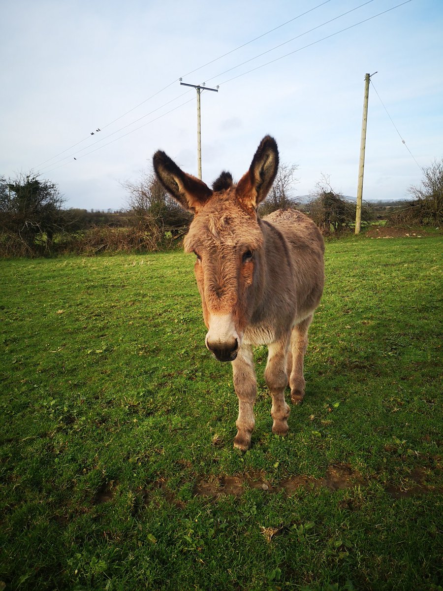 ThreePaddocks's tweet image. This time last year Seanie got a bit of gravel stuck in his hoof. Same this year. Found him really lame this morning. Neighbour (bad hip retired farrier) called in. Seanie with one leg up did his best to kick him so I held his head tightly. The little bollix only tried to bite me
