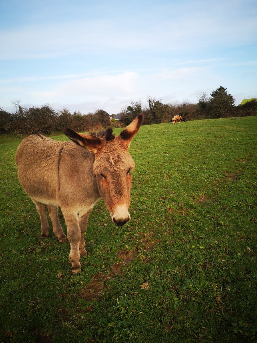 ThreePaddocks's tweet image. This time last year Seanie got a bit of gravel stuck in his hoof. Same this year. Found him really lame this morning. Neighbour (bad hip retired farrier) called in. Seanie with one leg up did his best to kick him so I held his head tightly. The little bollix only tried to bite me
