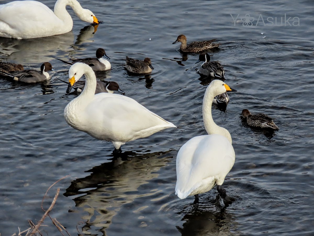 yumeasutw's tweet photo. 水鳥の日常🦢🦆
ある日の穏やかな昼下がり☀️
ワチャワチャ賑やかな #オナガガモ 達。
傍らでのんびりと過ごす #オオハクチョウ は、まるで引率の先生みたいです。
#大白鳥 #Whooper_Swan
#ハクチョウ #白鳥 #swan
#尾長鴨 #Northern_Pintail
#野鳥 #bird #水鳥
#pic0106
#a2023 #a0115 #a202301 https://t.co/2JHYSqIdRm