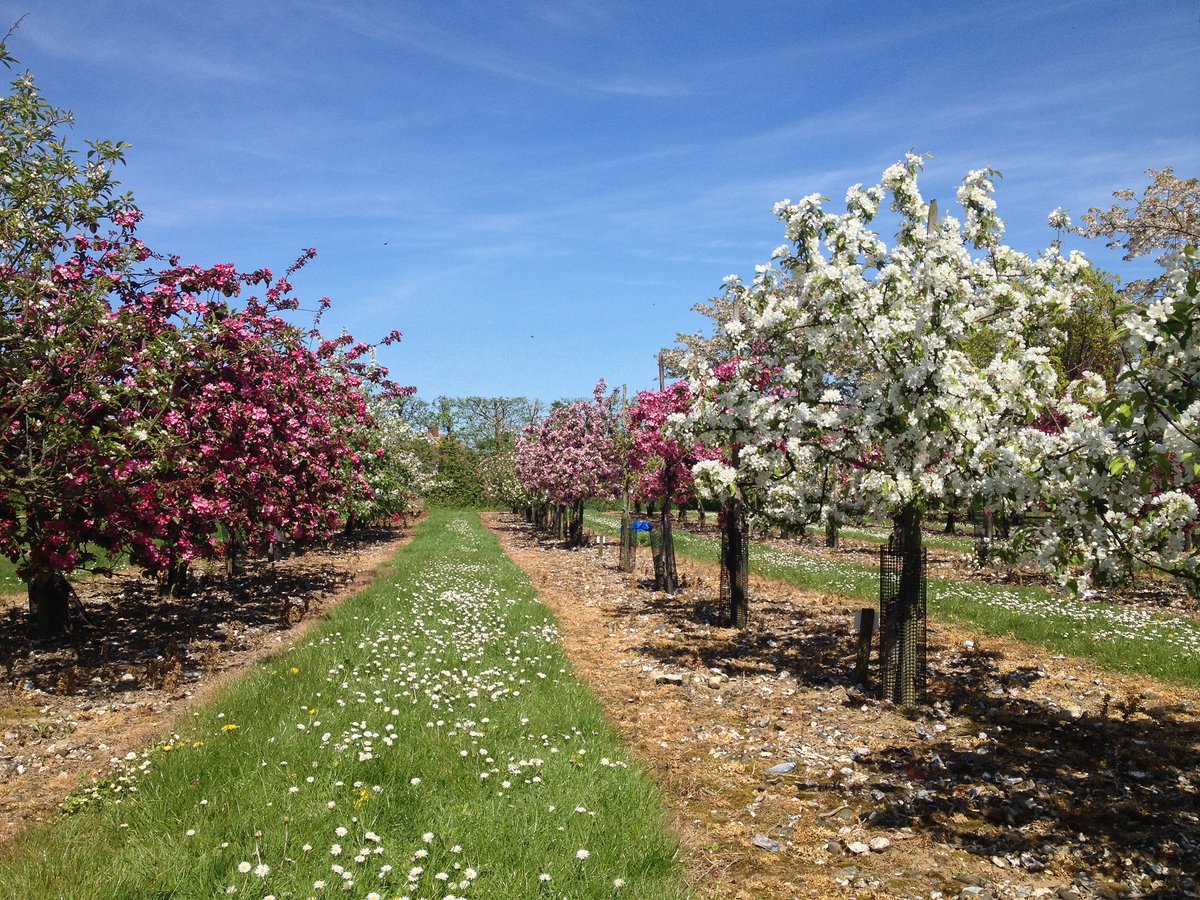 Kickstart a healthy new year with an Orchard Pass from @VisitBrogdale For just over £1 a month you can explore the Kent countryside at Brogdale Farm with unlimited walks & seasonal fruit tastings. Much cheaper than the gym! Head here for more suggestions: producedinkent.co.uk/beat-the-janua…