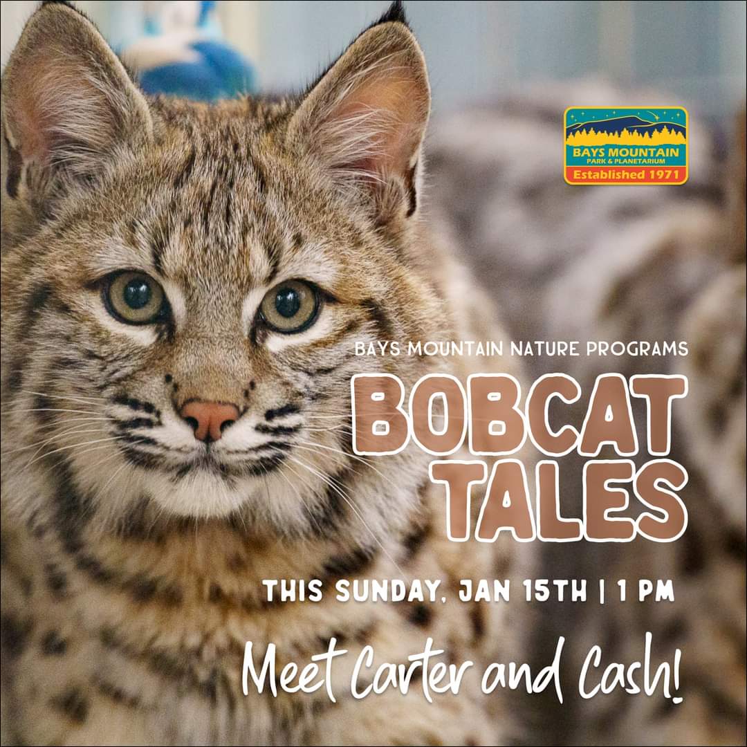 Bays Mountain Park kicks off our new Nature Program with Bobcat Tales featuring the coolest cats in the state - Carter and Cash.

will take place outside.

Tickets are $3.00 each and can purchased online by clicking the link below.

baysmountain.com/event/nature-p…

Photo by Jay Huron