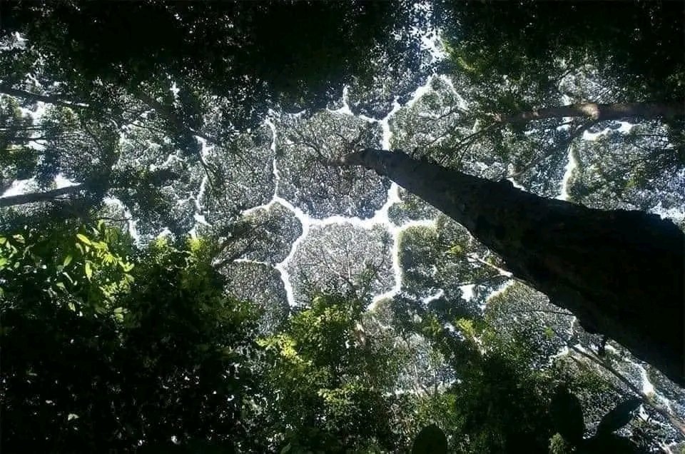 literaturesyrup's tweet photo. The phenomenon called the shyness of the crown where the trees incredibly avoid touching. 🌳

(copied). https://t.co/psPpcCrbXX