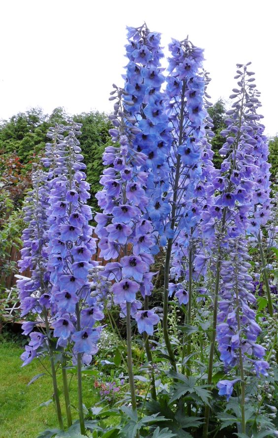 lavieestbelIe's tweet photo. Delphiniums https://t.co/iIEthf0E2A