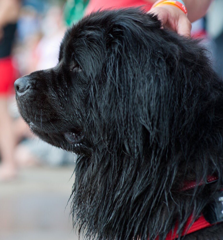 NewfoundFriends's tweet photo. Darcy watches the other dogs at Bristol Harbour Festival as she awaits her turn in the display. https://t.co/MxGXrtXe5b