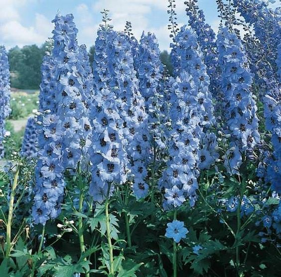 lavieestbelIe's tweet photo. Delphiniums https://t.co/iIEthf0E2A