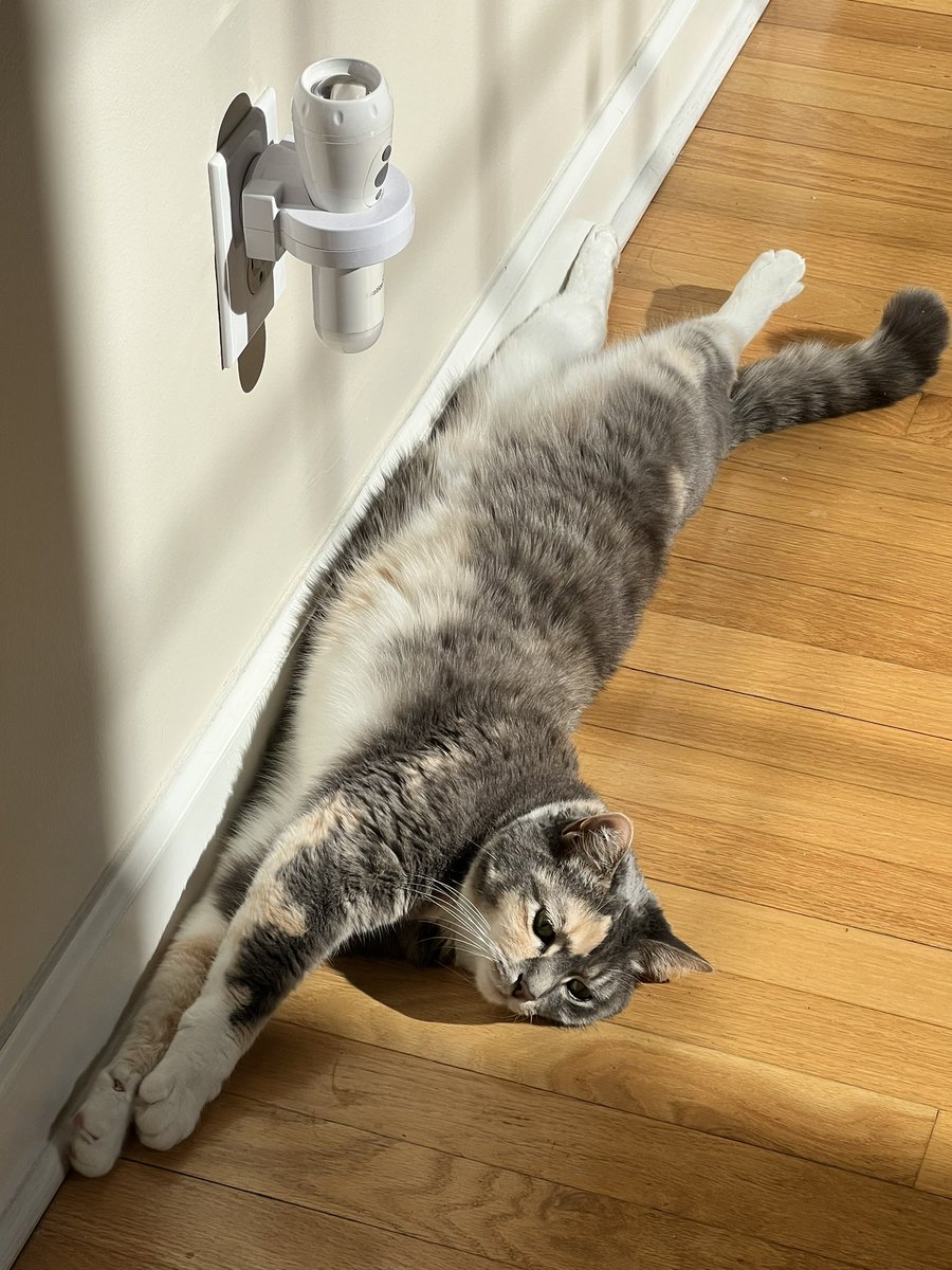 yaleylor's tweet photo. excellent work! paws spread, very refined front end, displaying greatness to the neighbors. 15/10.

(another sassy leg in exchange for this gift) https://t.co/ZWs3qxqqIc