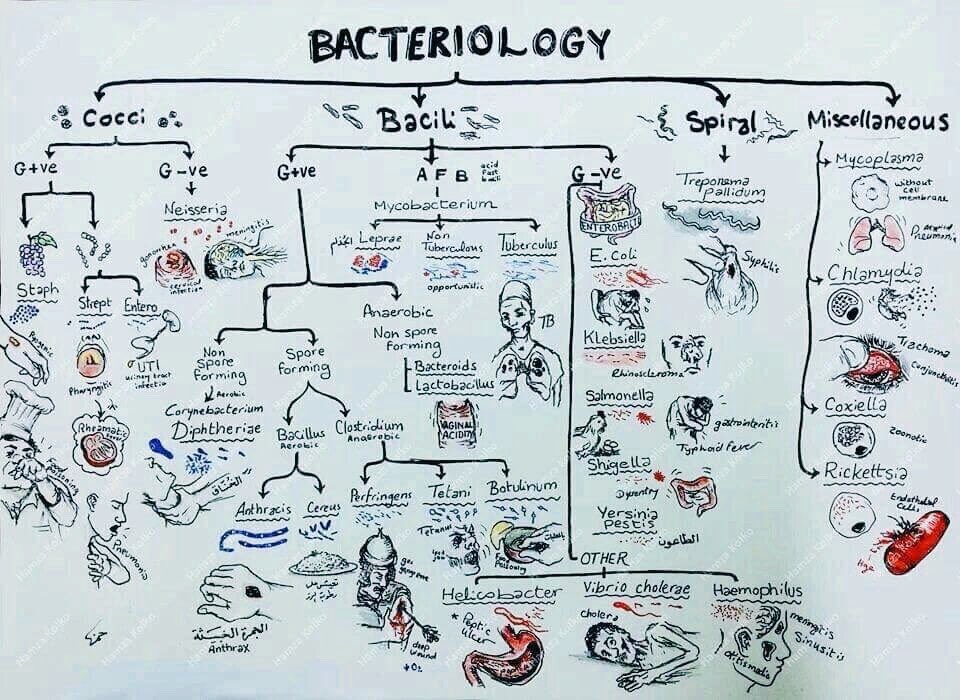 Classification of bacteria

@BrownHospMed #TipsForNewDocs #MedEd #MedTwitter #medicine #medical #medicare #health #healthcare #FOAMed #ClinicalPearl #clinicaltips #MedStudents