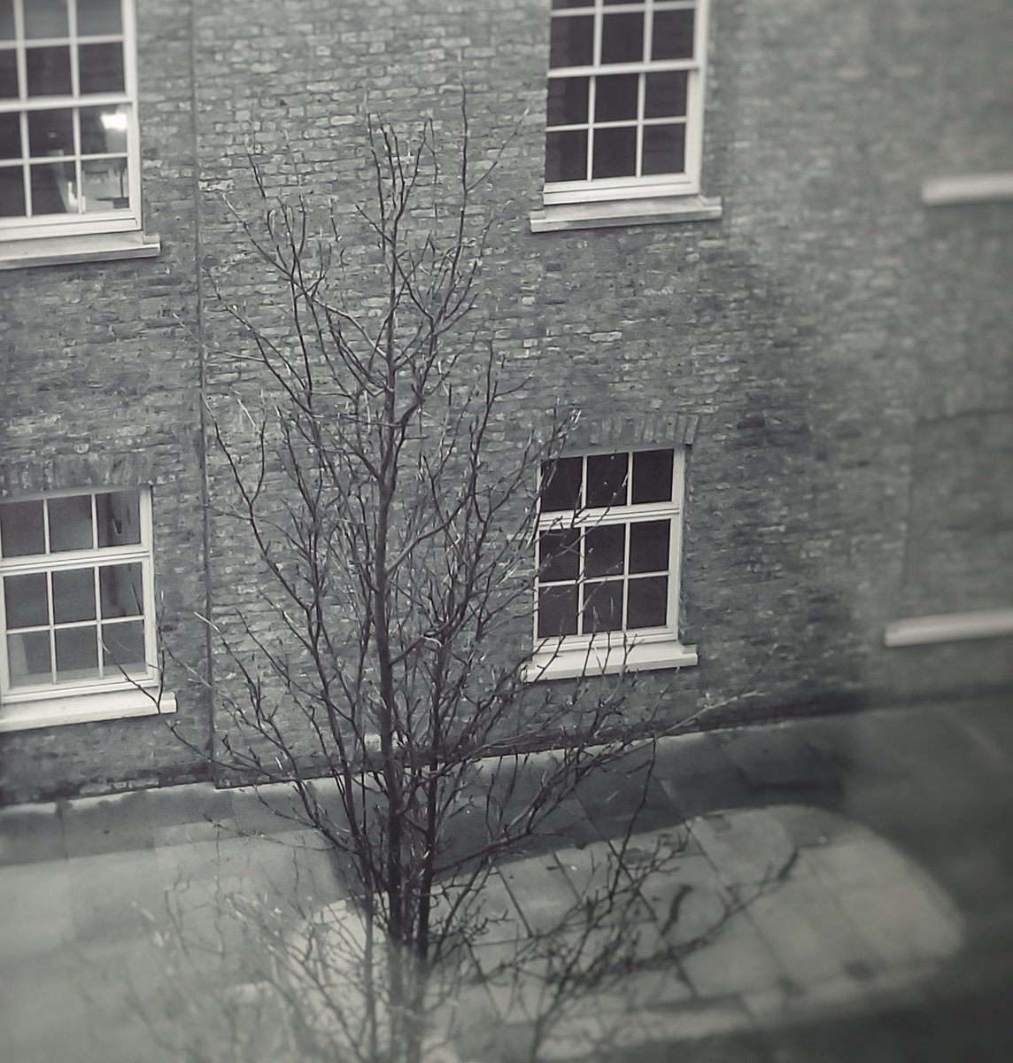 ClarkMail's tweet image. ©️Roy Clark 2023
#urbanphotography #Urbantree #streettrees #streettree