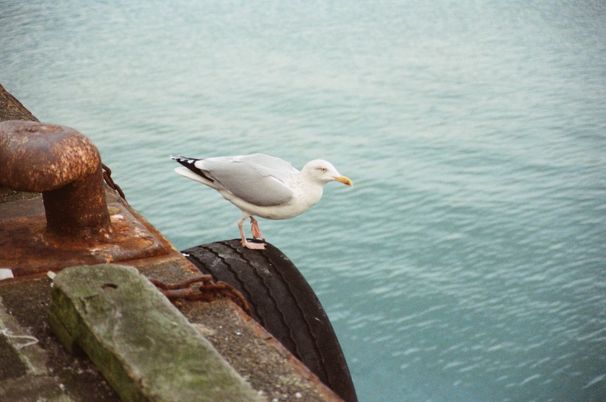 #Photographie #Argentique #KodakPortra800
#Douarnenez ✊🌈
#Bretagne #Finistere #FilmIsnotDead #filmphotography