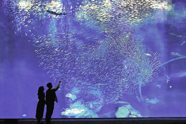 これはすごい！ふるさと納税の返礼品で、水族館が貸し切れちゃう！