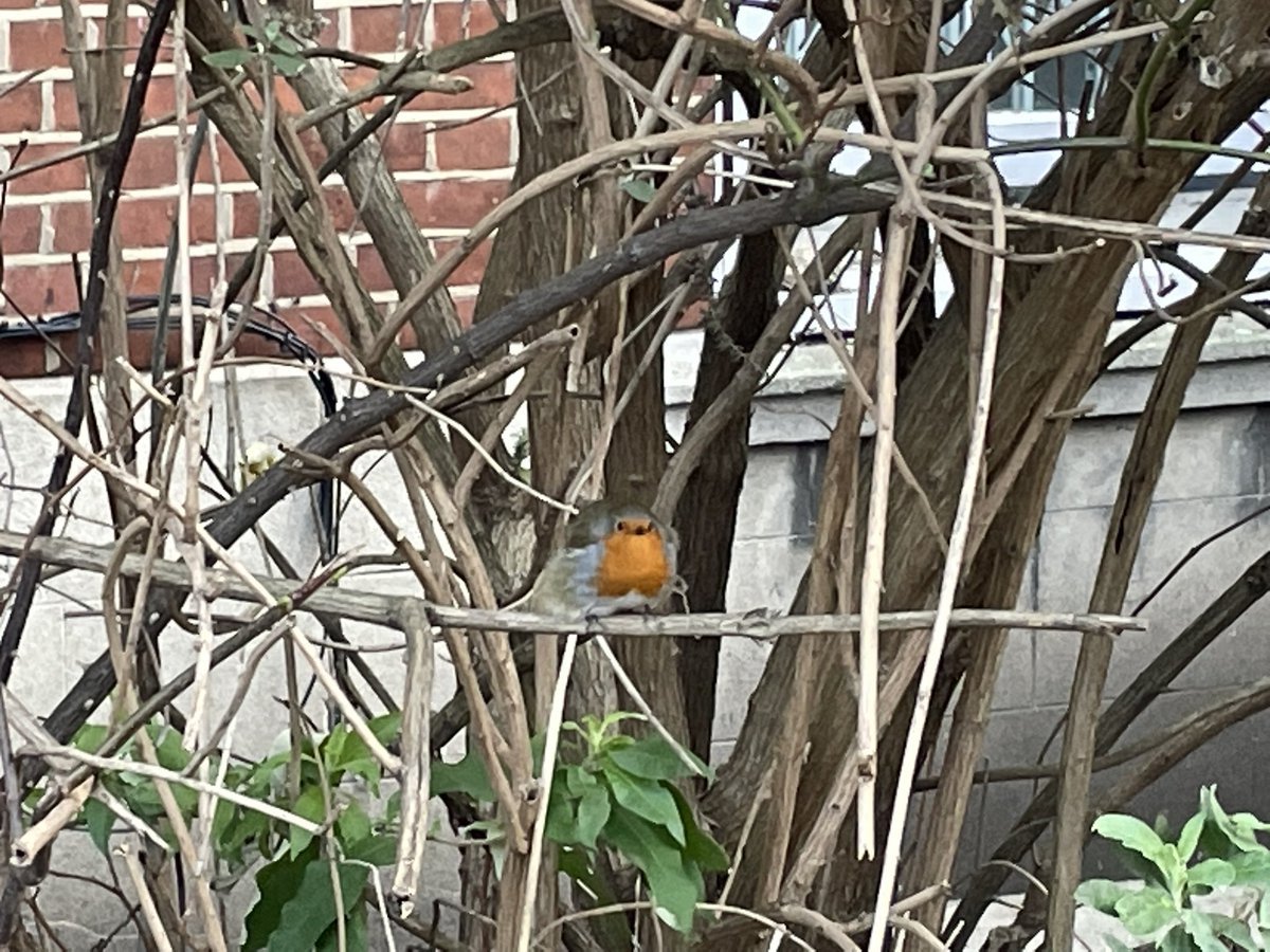 AdaSave's tweet image. A mature garden might not look much but it helps absorb water and heat, noise and pollution. @lbhf has given permission for it all to be destroyed and concreted over. #retrofirst