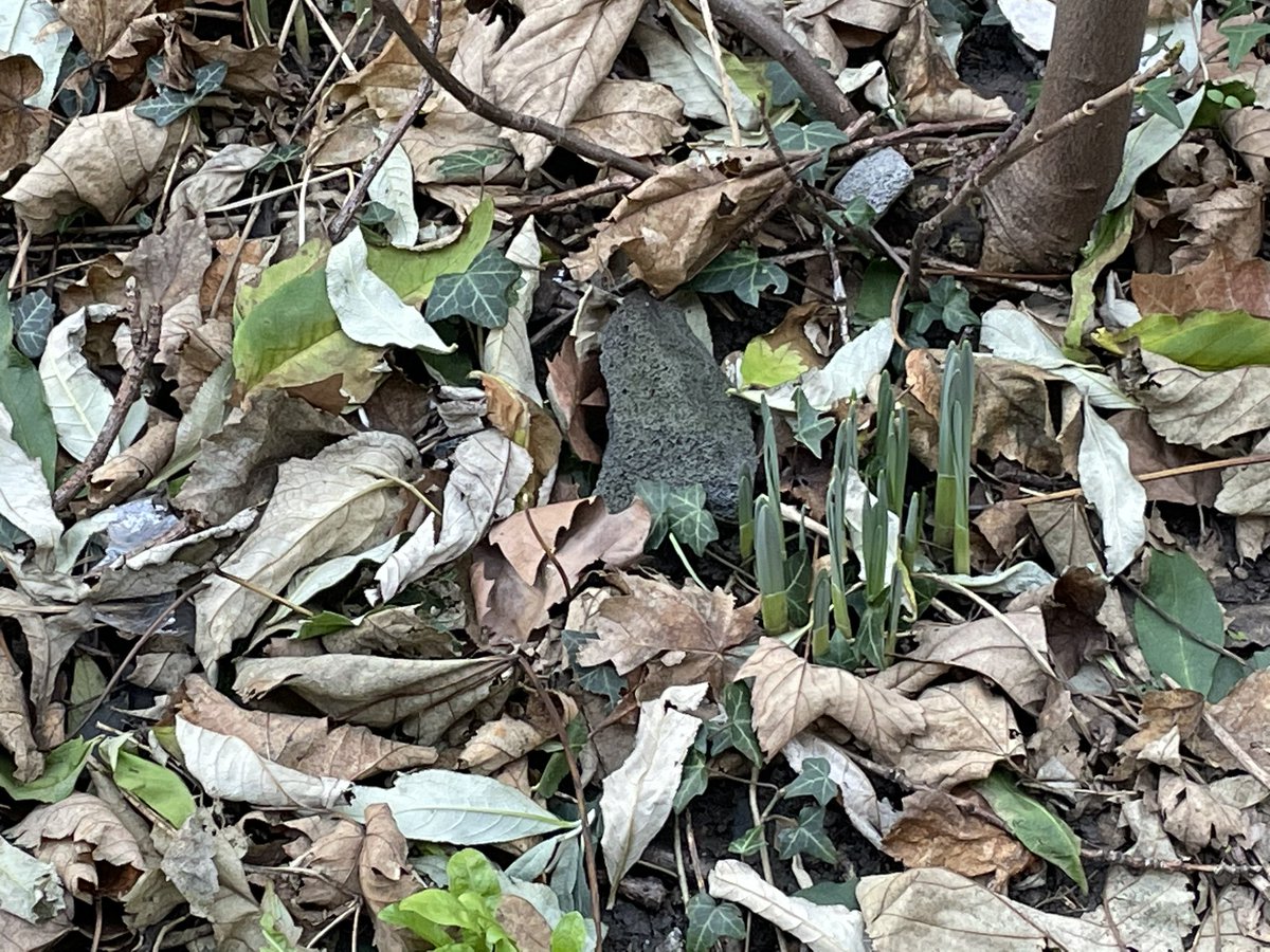 AdaSave's tweet image. A mature garden might not look much but it helps absorb water and heat, noise and pollution. @lbhf has given permission for it all to be destroyed and concreted over. #retrofirst