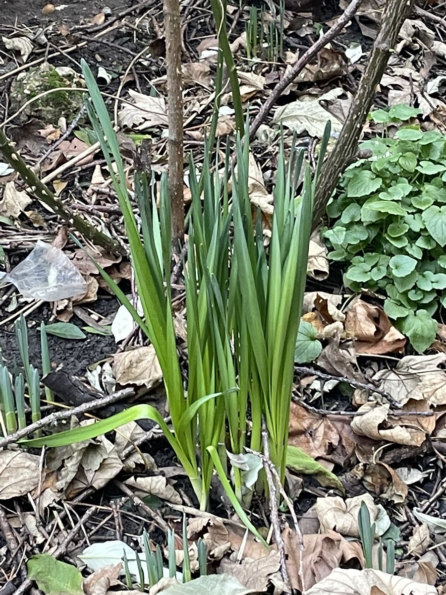 AdaSave's tweet image. A mature garden might not look much but it helps absorb water and heat, noise and pollution. @lbhf has given permission for it all to be destroyed and concreted over. #retrofirst