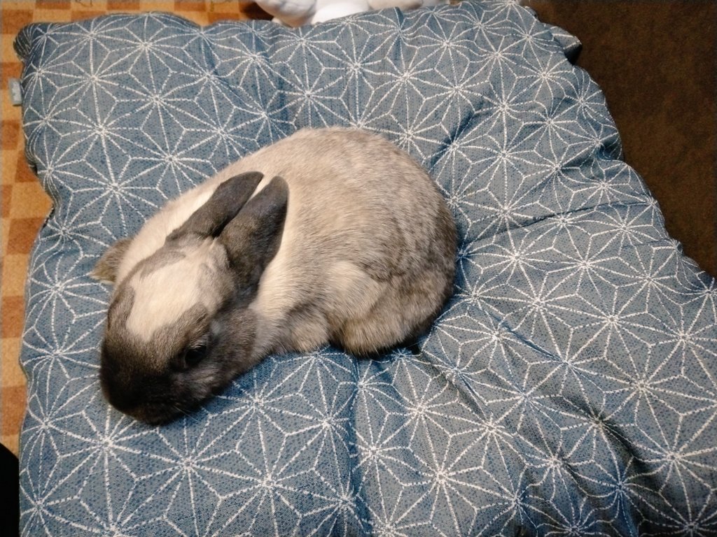 サメ肌様専用です。宜しくお願いします。 【保証書付