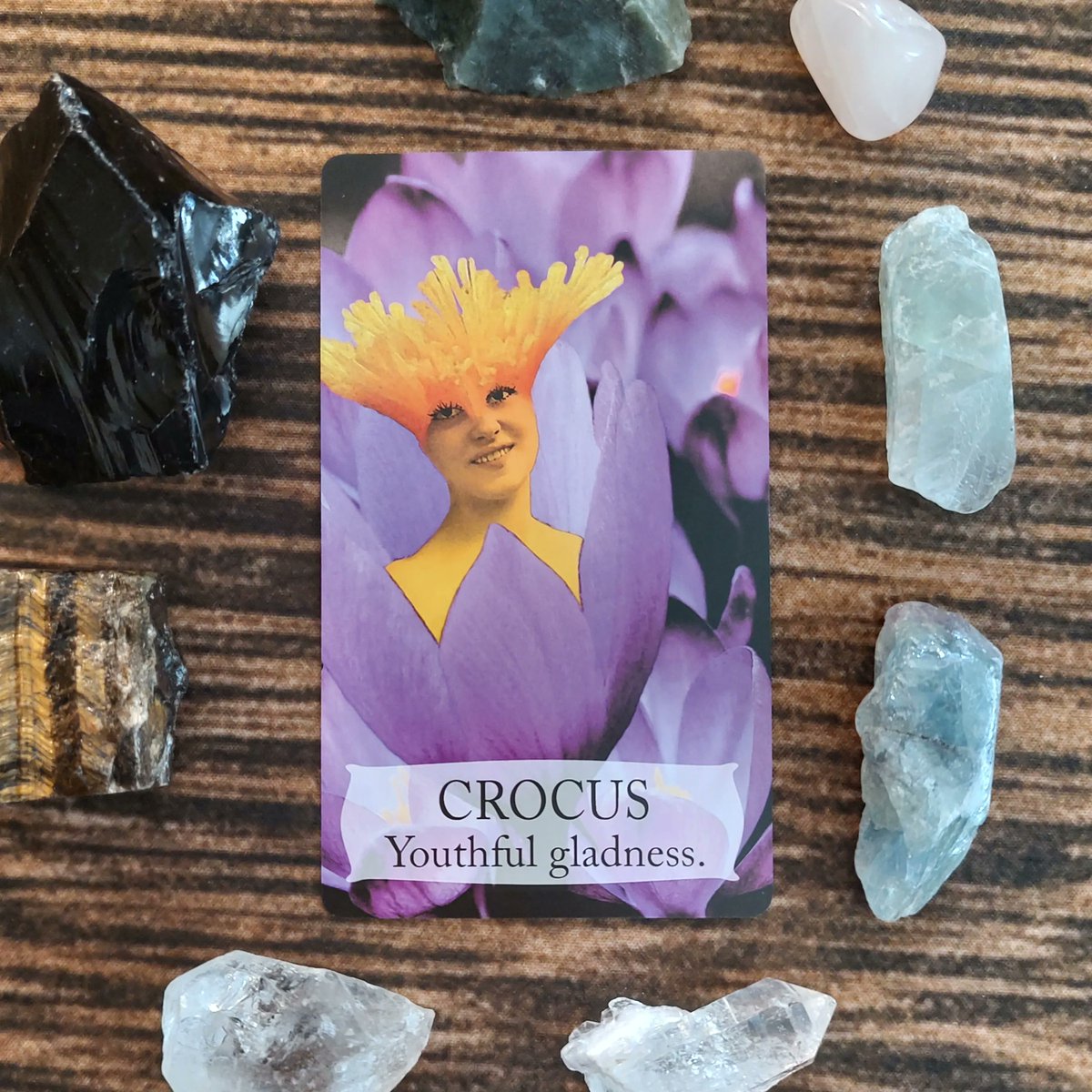FairySurreal's tweet image. Youth can be a beautiful time with intense moments of happiness as well as conflict. Sometimes everything feels amplified. Just remember life is full of ups and downs as well as new experiences. #tarot #floriography #botanicaloracle #floraloracle #crocus buff.ly/3Cz0plx