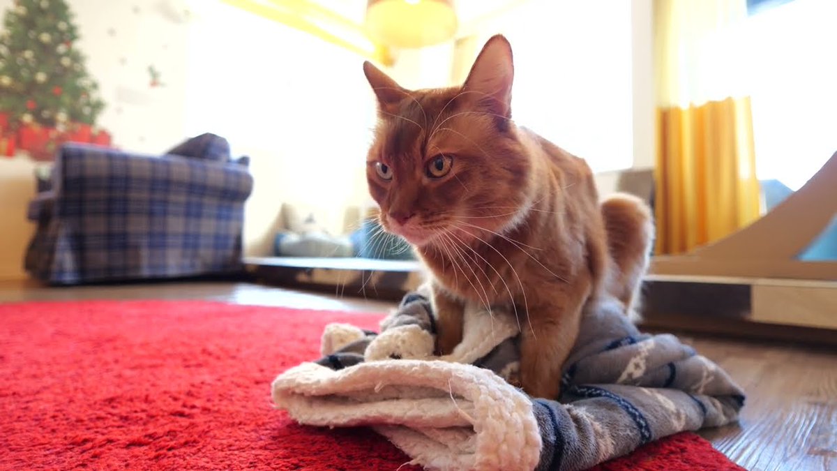 MeowMoeDotCom's tweet photo. 【#ソマリ】フミフミするケンタさん
 
https://t.co/VZwBdLPJqz
 
#4K60p10bit #CatCafeJapan #CatVideos #GH6 #MakingBiscuits #Neko https://t.co/uT0xHwnylN