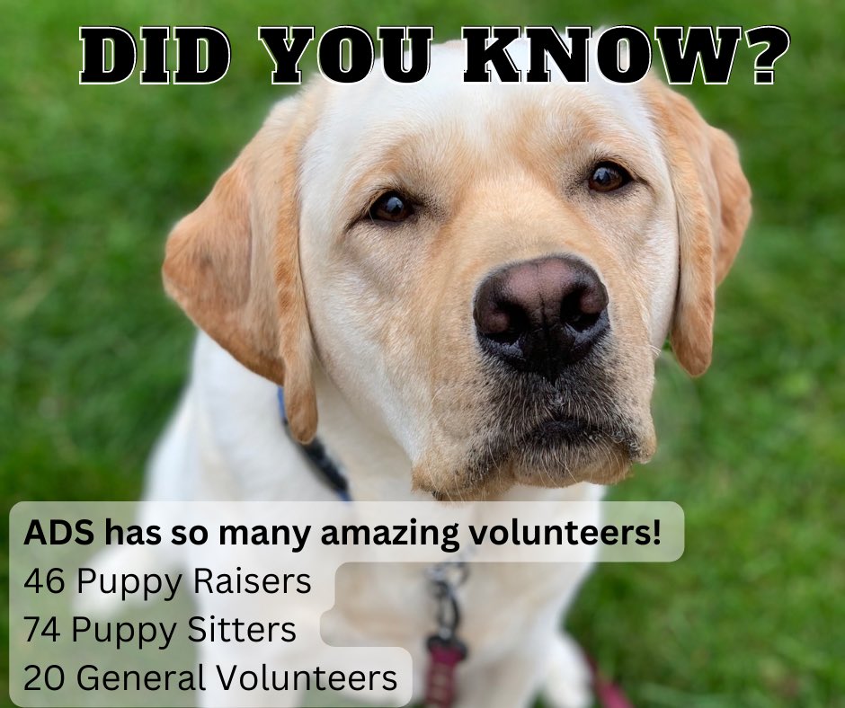 Autism Dog Services tweet media