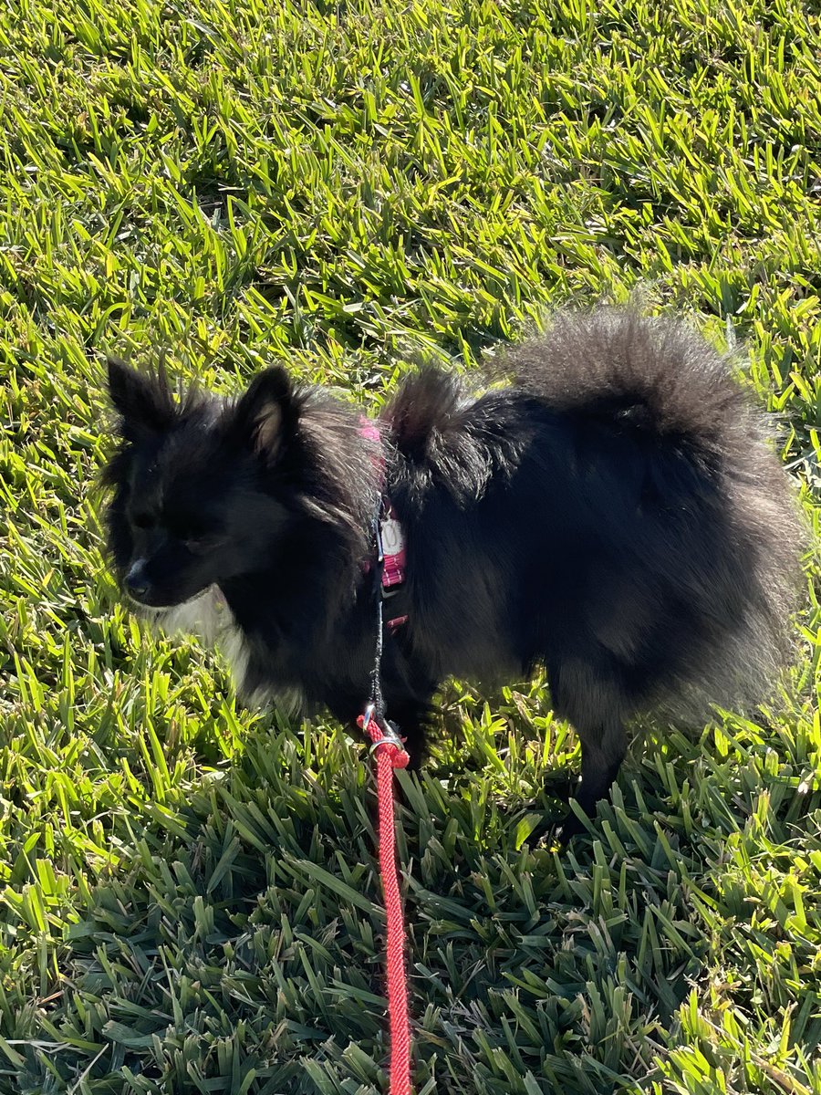 Grampy is taking me fit a zomb hunting walk. Grrrrr!  Dey won’t get past me!! RaaaaAAAAA!!! #ZSHQ