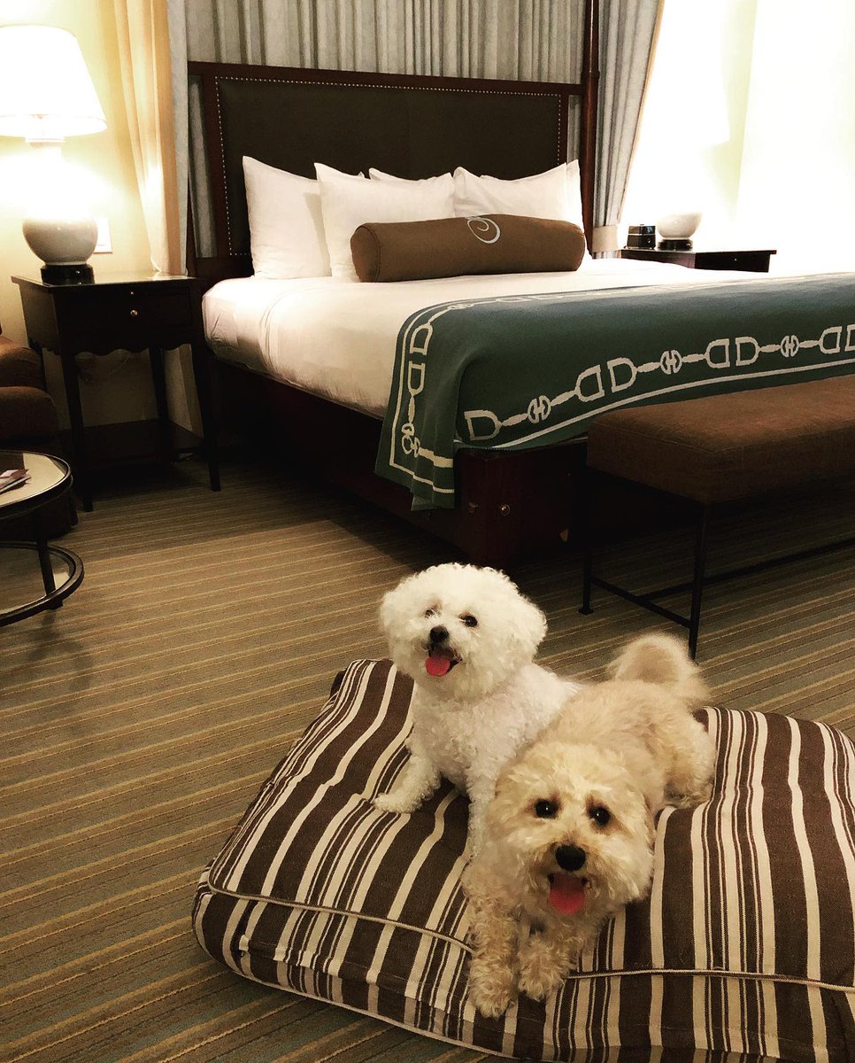 SalamanderVA's tweet photo. Did someone say sleepover?! #DogsofSalamander
๐ธ IG: jaclynkinney https://t.co/vgE50S5ADL