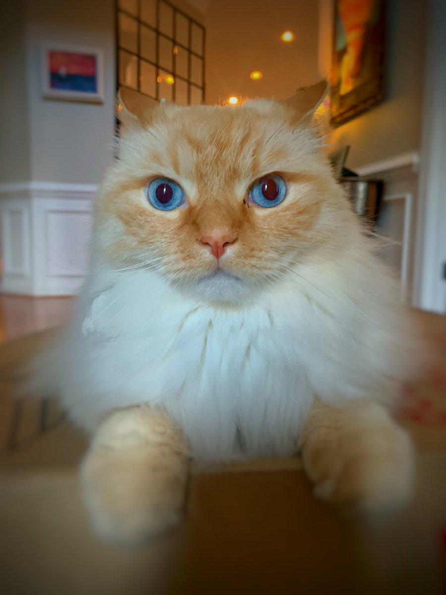 BillyLeFloof tweet picture
