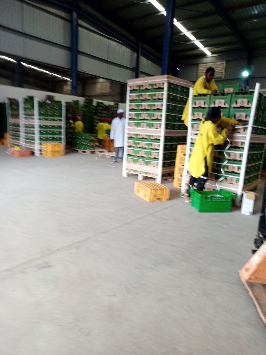 The year just started 🥑