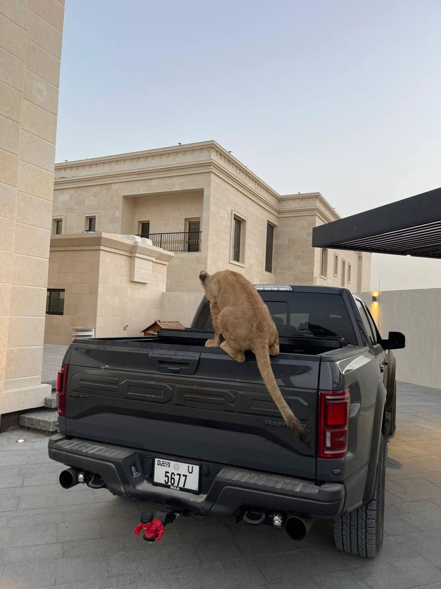 puransatya's tweet photo. See a Dubai man's pet, and then look at my family's pet, alas https://t.co/O5qdrmsHWS