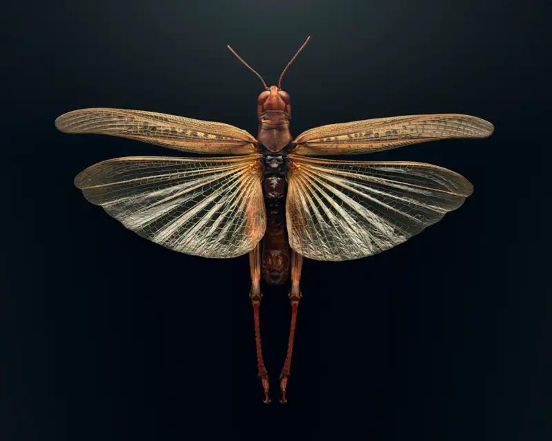 newscientist's tweet image. Photographer Levon Biss&apos;s project Extinct and Endangered: Insects in peril combines thousands of shots of insect specimens to create these startlingly clear images
newscientist.com/article/mg2573…
