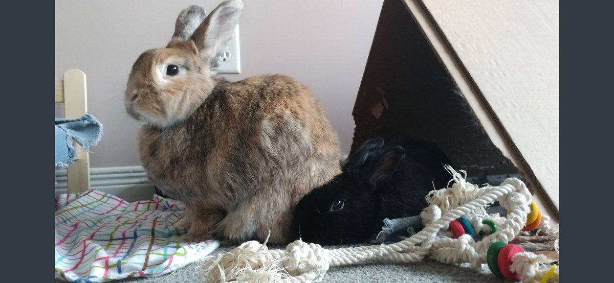 Apollo🐰🌈, Binky 🐇🌈 and Elly 🌈🐾 tweet media