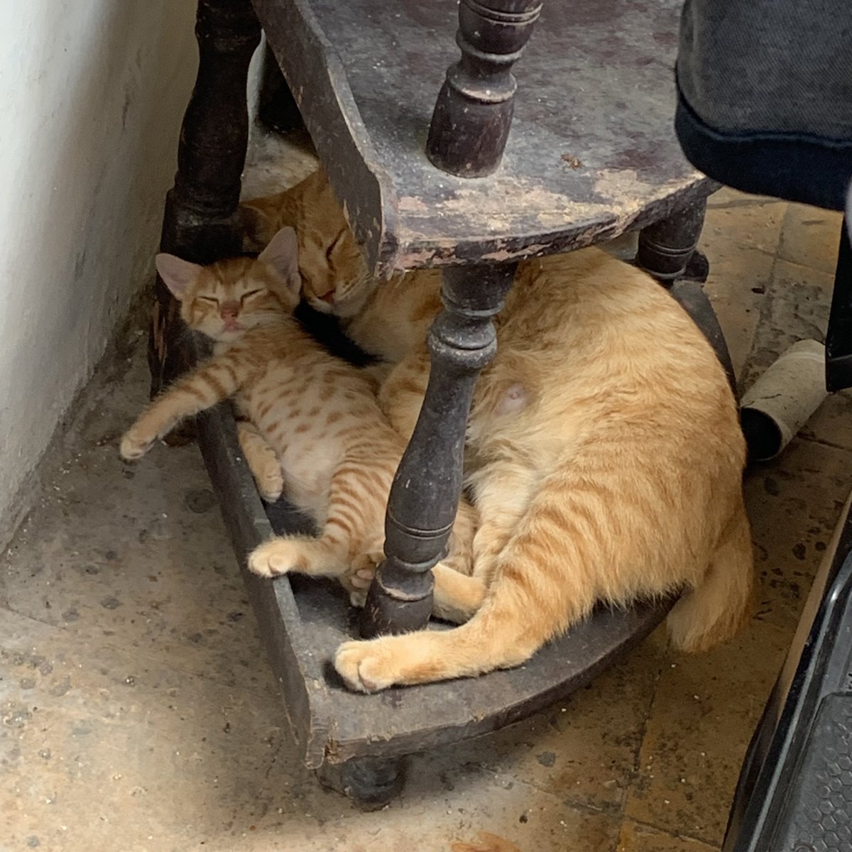kochengfs's tweet photo. 🐈‍⬛ Ini stray cats yg biasa kukasih makan tbtb bawa anaknya yg udah segede gini gemes bgt t____t
Tp dia tau diri sih, ga bawa anaknya tidur dikasur😭 https://t.co/z026yLDSIm