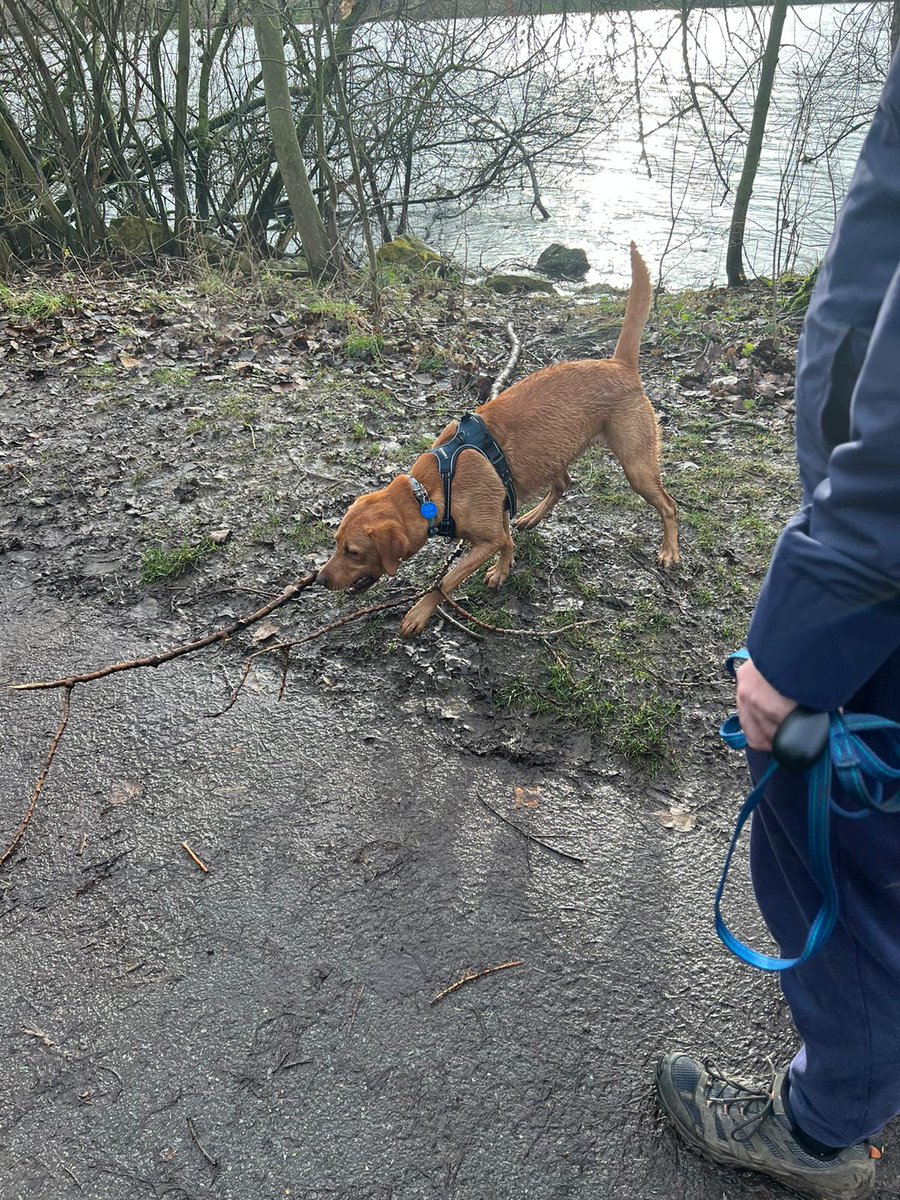 Weekends are for doggo walking!