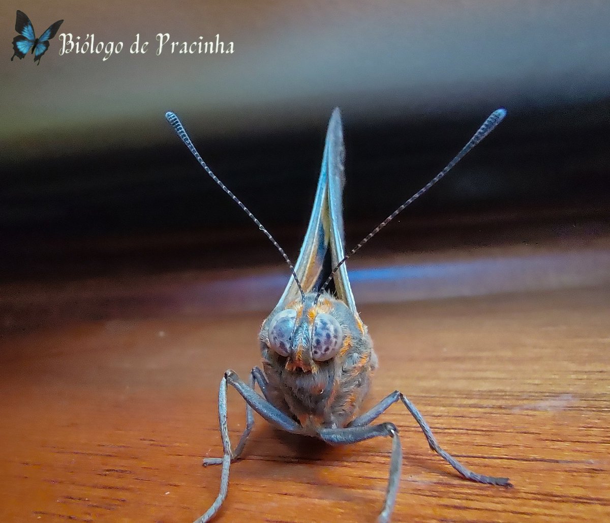 Muita gente já deve ter encontrado essa borboleta por aí!
Essa é a borboleta da lagarta-das-palmeiras (Brassolis sophorae).