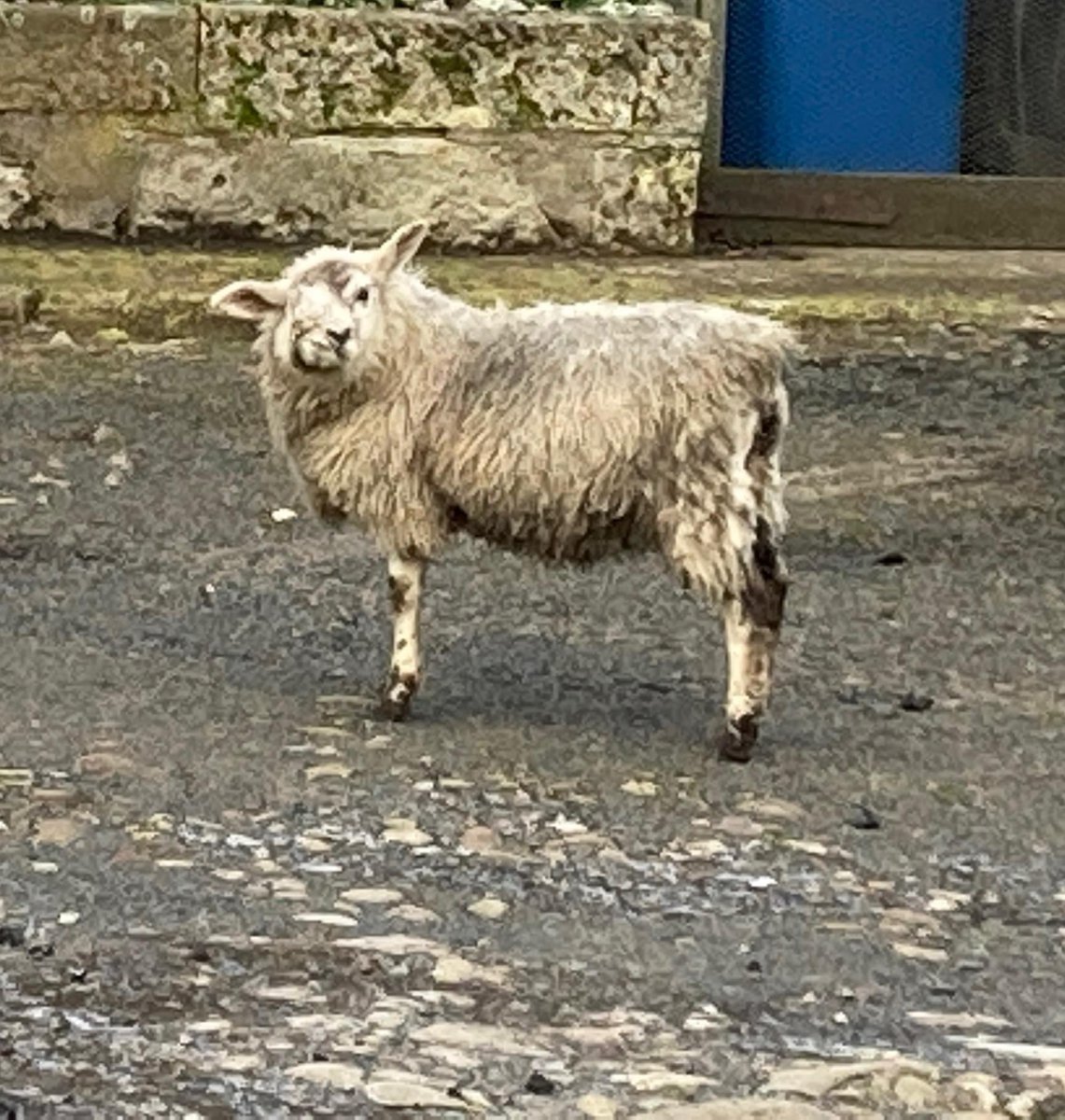 lost pet #lamb Scuzzy on 6/1/23 between 10.15am/11am.seen on cctv at #farm.9 months old, #texel x
1 eye on right side &amp; twisted mouth. She eats fine #cheviotvets will confirm she is well looked after. We very much want her home.Any info would be wonderful TY #Longframlington