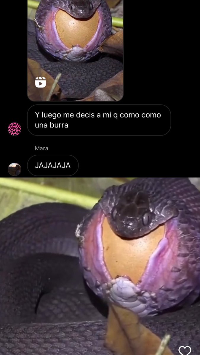 laburler's tweet photo. Tulas comparándose con una serpiente? Si es.✅ https://t.co/Tuu4Y7sCoT